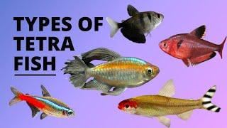 TYPES OF TETRA FISH