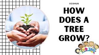 How Does a Tree Grow? By ECDHUB