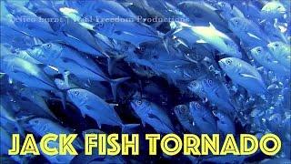 TUNA TORNADO - Huge swarm of Jack Fish in Andaman Islands HD