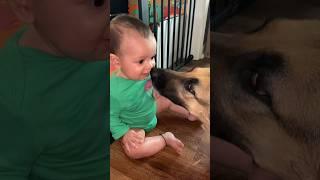 Dog ATTACKS baby!  #shorts #baby #dogs #viral