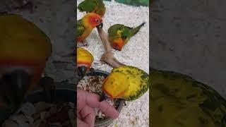 Baby Sun Conure Jenday the difference between the two