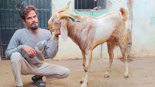 MASHAALLAH IMRAN BHAI GOAT,S  (8003304705) #kotabakra