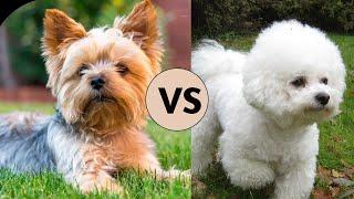 Yorkshire Terrier vs Bichon Frisé (Comparison)