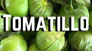 TOMATILLO,  7 Tips on How to Grow Tomatillo Successfully.