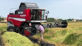 Laverda yatık çeltik biçimi ( 6 sarsak farkı ile)