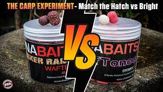 BRIGHT baits vs MATCH THE HATCH baits - Which hook bait catches the most CARP?