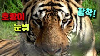 [4K] 태범 무궁 백두대간  호랑이 눈빛 ! 범궁이의 찬란한 하루  한국호랑이의 매력속으로 풍덩  어흥 korea tiger