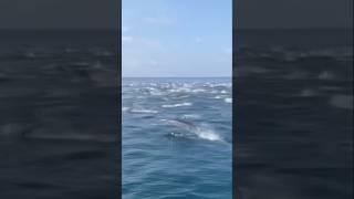 Dolphins Group #dolphindance #dolphins #shortsviral #fish #shortvideo