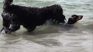 Bentley Dachshund meets Freddy Labradoodle for swim (original)