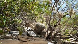 Cactus habitat of Queretaro, Mexico. Dry season