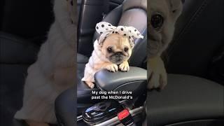 Who wants to give Loulou some chimken nuggets?  #pug #dog #pets