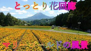 梅雨の晴れ間 7月5日 金曜 晴れ 花の香りに包まれて とっとり花回廊 マリーゴールドの風景 日本 鳥取県西伯郡南部町鶴田 展望回廊 @WalkingYoshi