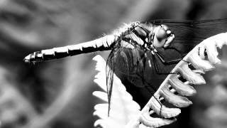 Monochromatic Odonata