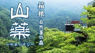 箱根自然薯の森　山薬