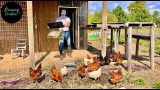 Gateway Drug to Urban Farmstead | Microgreens Homestead