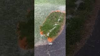 Burning Cottonwood Fluff #shorts