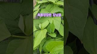 강낭콩 폭풍성장 중