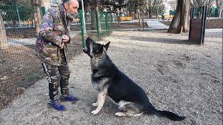 ГИГАНТСКИЙ ВЕО Рэй - НАДЕЖНАЯ ОХРАНА  и ЗАЩИТА. Послушный и красивый. Одесса. Украина