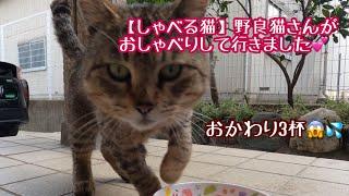 ハッキリ【しゃべる猫】野良猫さんが来てお話しして行きました。ごはんのお替わり3回（うまい連発）