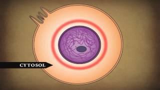 Human Body   Cells Tissues and Skin