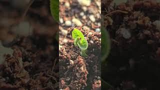 Potato sprouting by #k-potatolab #임영석감자연구소