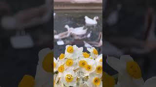 ریلز امام زمانی عجل الله فرجه الشریف