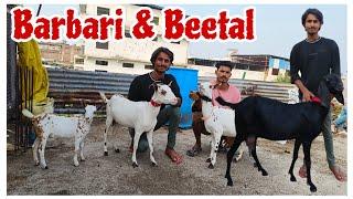 Quality barbari and Big Size Beetal Goats at Khultabad Aurangabad Maharashtra