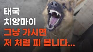 태국 치앙마이 오기 전에 대비해야 할 6가지