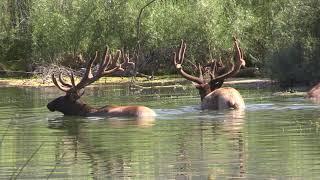 Bear Valley Springs Elk