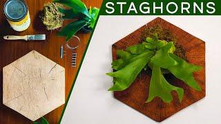 Staghorn Ferns: Beautiful and Simple DIY Mounting and Care Guide