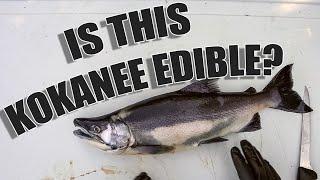 Late Season Kokanee Edibility: Tips and Tricks for Preserving and Preparing Spawning Kokanee