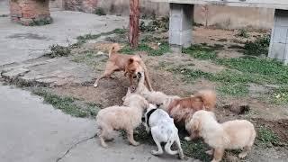 dogs fighting for food