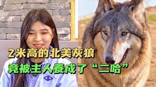 2米高的北美灰狼被主人養成了“二哈”，誰知訓犬師卻說它是隻絕世好狗