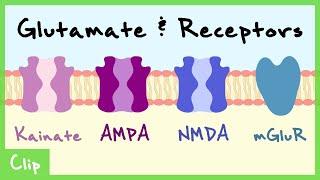 Glutamate Transmitter System Explained (NMDA, AMPA, Kainate, mGluR) | Clip