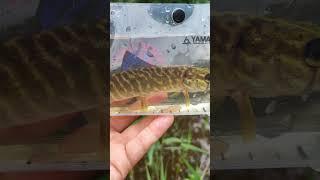#спиннинг  #рыбалка  #мормышинг | Шикарная, красивая щука |