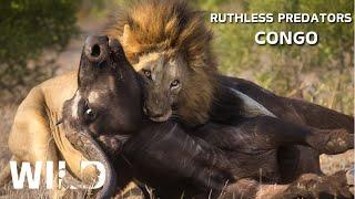 WILD CONGO | The Fight for Survival in the Virgin Forest | Wildlife Documentaries