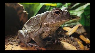 Sonoran Desert Toad Care