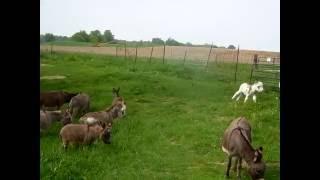 Baby donkeys running