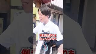【犬しつけ】爪切りを噛む愛犬、どうすればいい？