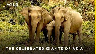 The Celebrated Giants of Asia | Nat Geo Wild