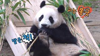 에버랜드 판다월드 장난기 가득 장착한 푸공주의 흙바닥 먹방!  Baby Panda Fu Bao