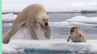 Hungry Polar Bear Ambushes Seal | The Hunt | BBC Earth