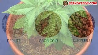 How to Grow a Marijuana Plant in Your Closet  Keep it Small Yet Successful Beaver Seeds