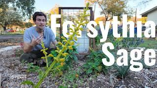 Forsythia Sage: A Bold Pollinator Magnet for Texas Gardens 