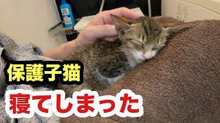 慣れない環境で疲れて寝てしまった保護子猫／不安な日々から卒業した子猫