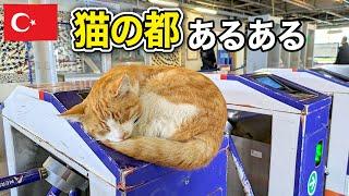 猫の都イスタンブールあるある言いたい