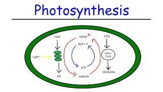 Photosynthesis - Light Dependent Reactions and the Calvin Cycle