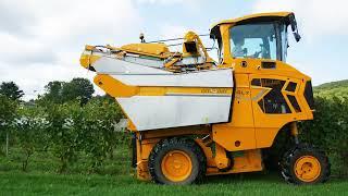 L'Acadie Blanc Grape Harvest Gaspereau Nova Scotia