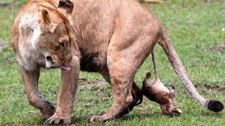 Did you ever see a Lion giving birth?