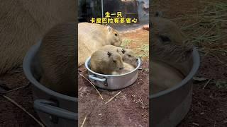 Lovely capybara#cute #capybara #lovely #cool #shorts